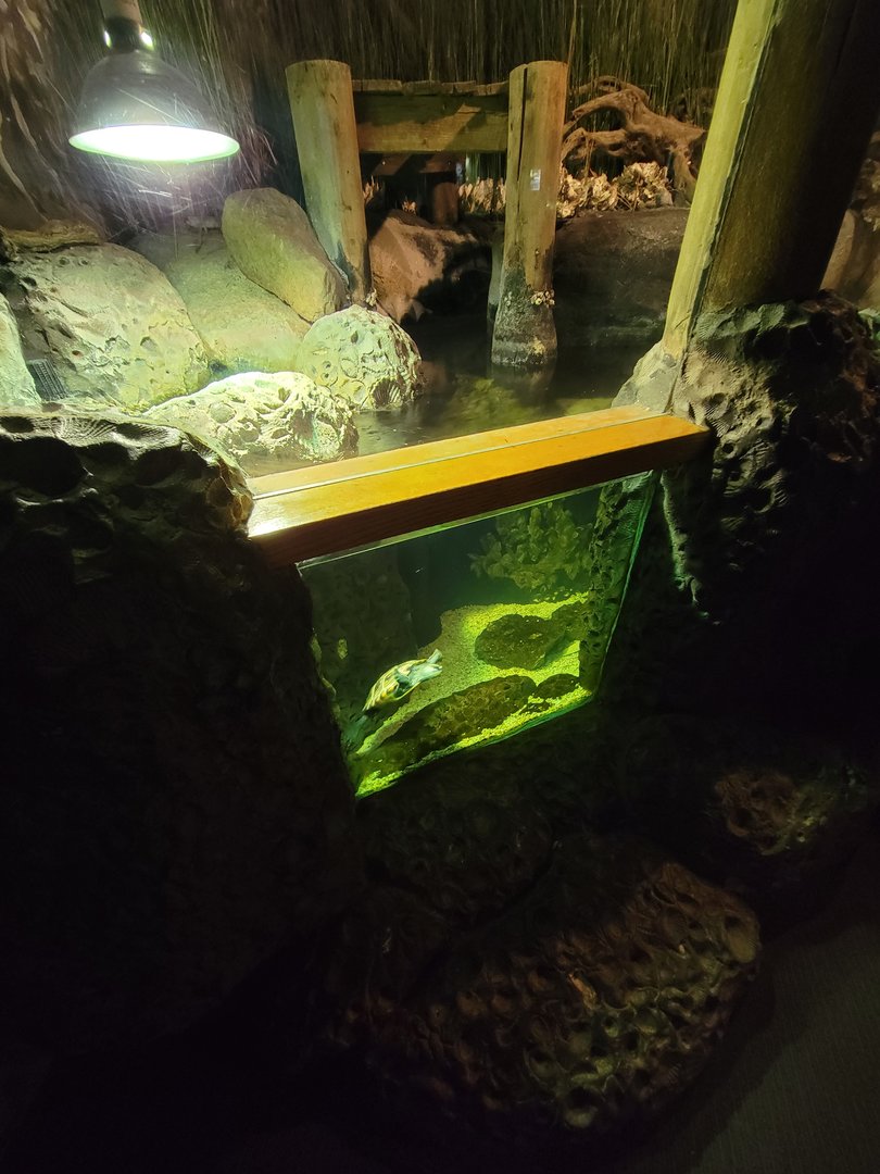 Greensboro 2/2023 - Herpetarium, Diamondback terrapin and mummichog