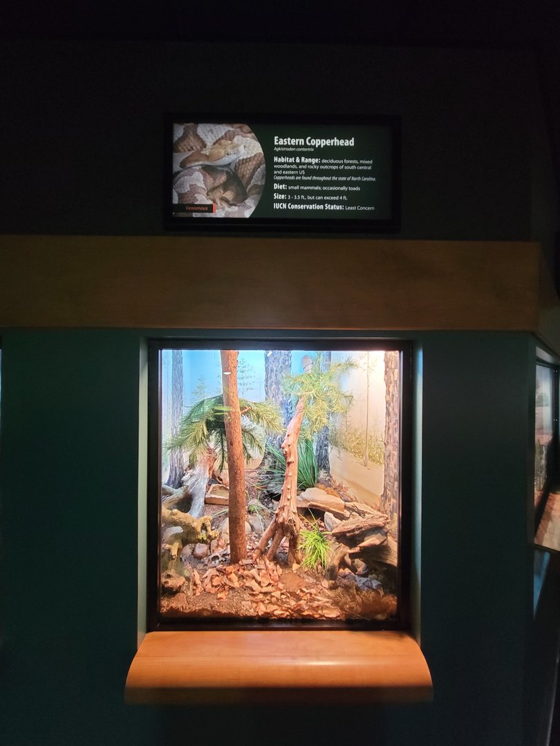 Greensboro 2/2023 - Herpetarium, Eastern copperhead