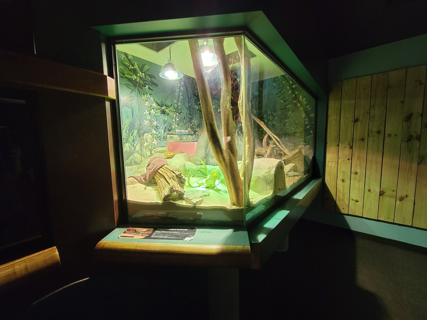 Greensboro 2/2023 - Herpetarium, Eastern diamondback