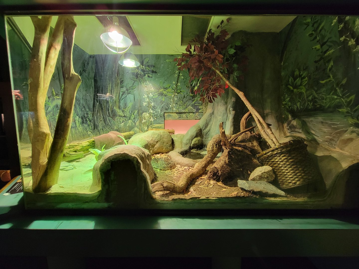 Greensboro 2/2023 - Herpetarium, Eastern diamondback