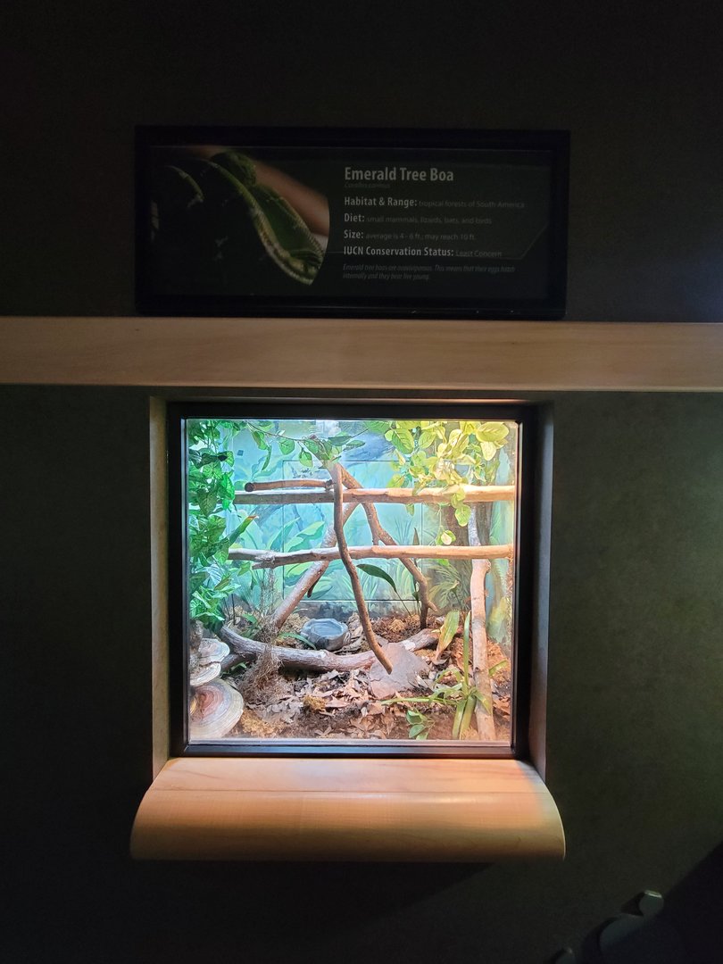 Greensboro 2/2023 - Herpetarium, Emerald tree boa