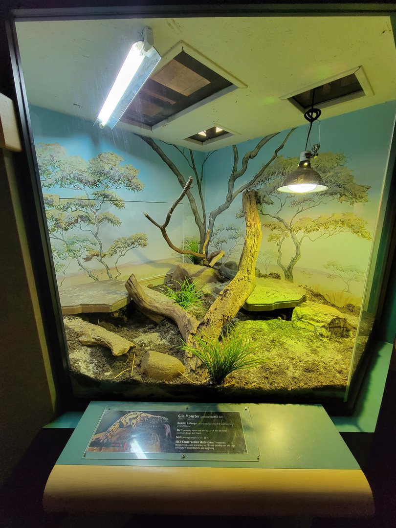 Greensboro 2/2023 - Herpetarium, Gila monster