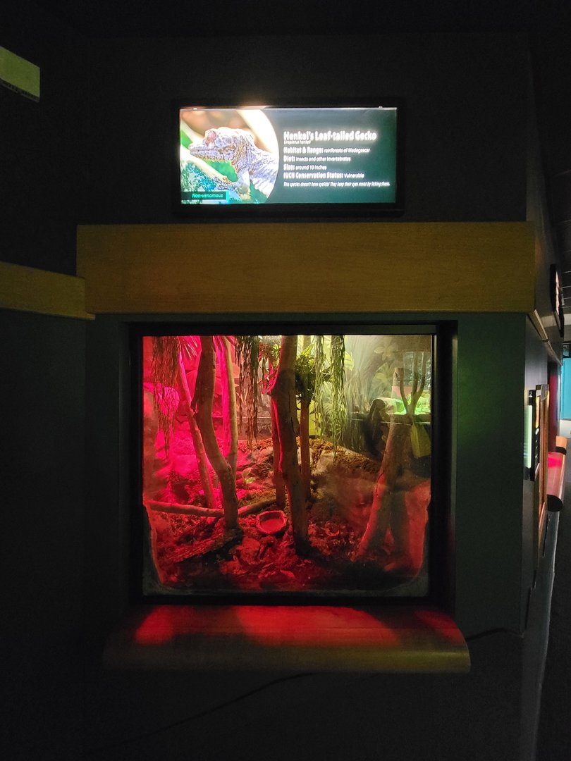 Greensboro 2/2023 - Herpetarium, Henkel's leaf-tailed gecko