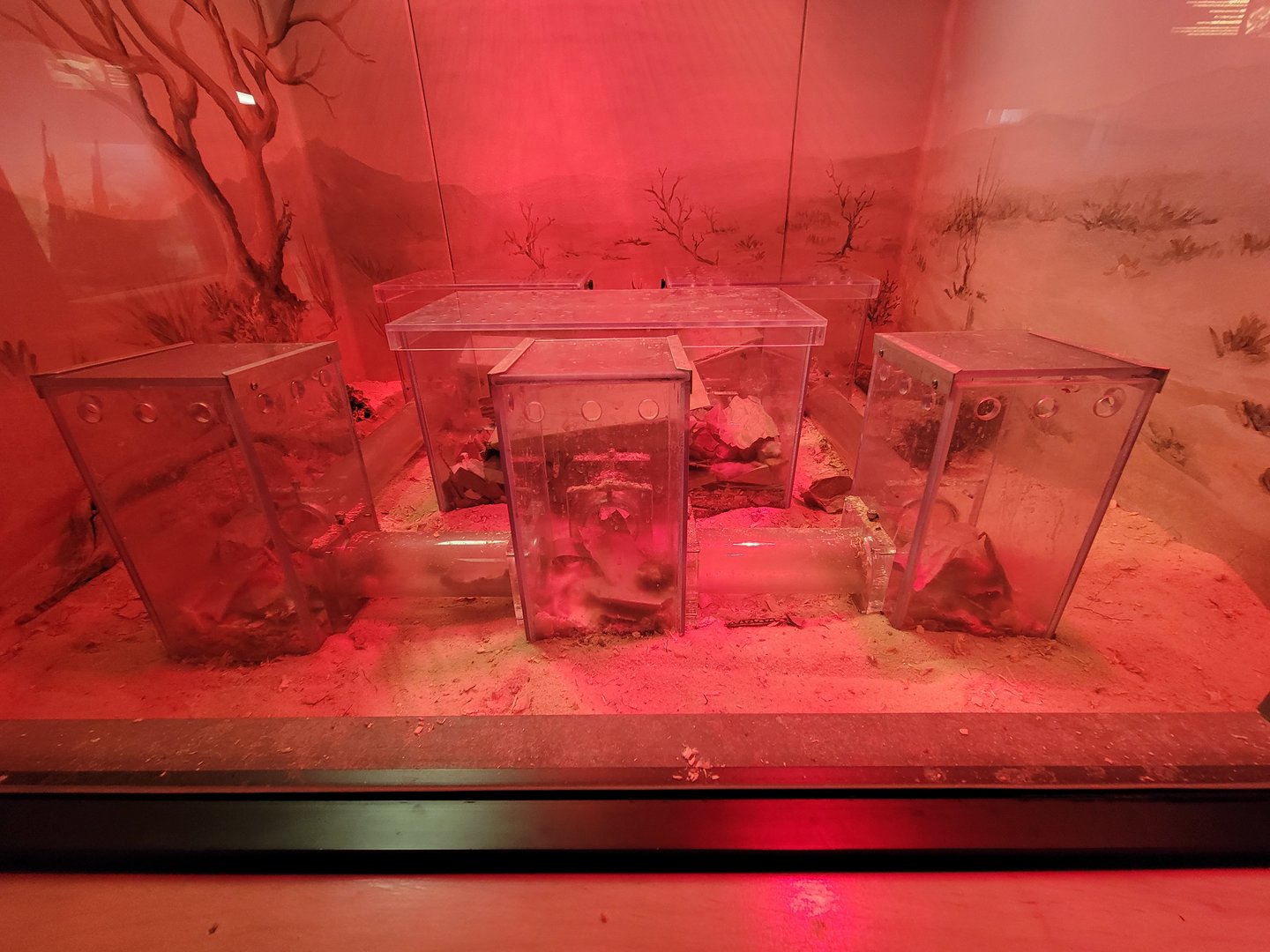 Greensboro 2/2023 - Herpetarium, Naked mole-rats