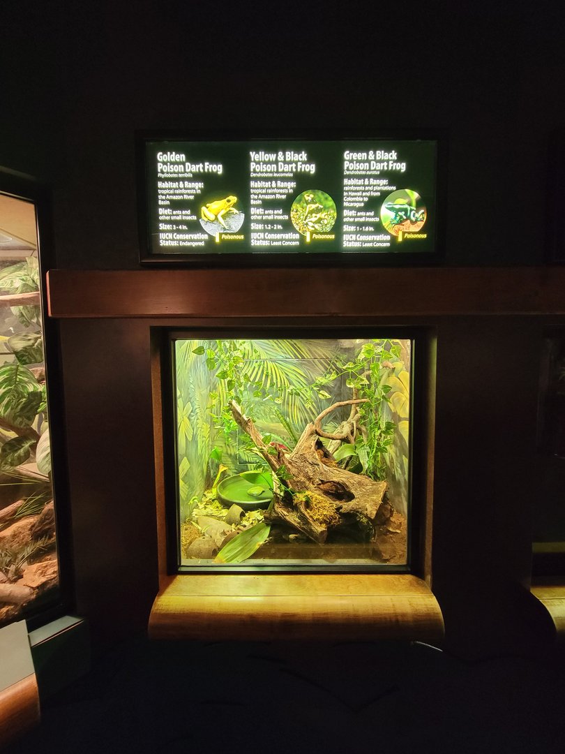 Greensboro 2/2023 - Herpetarium, Poison dart frogs