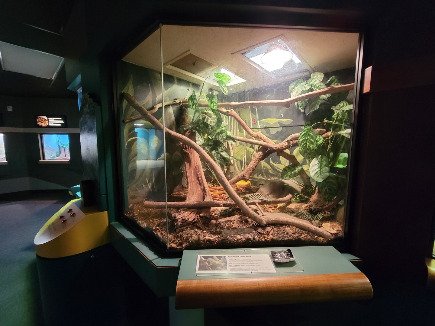 Greensboro 2/2023 - Herpetarium, Prehensile-tailed skink