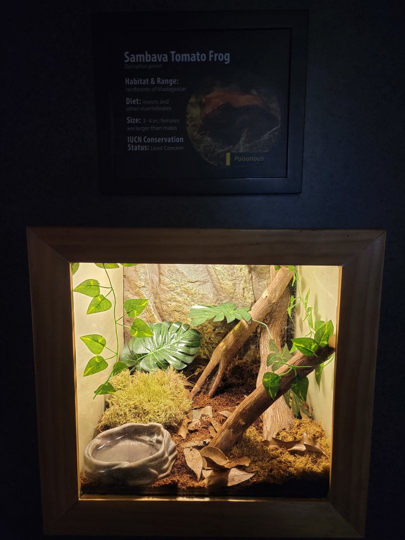 Greensboro 2/2023 - Herpetarium, Sambava tomato frog