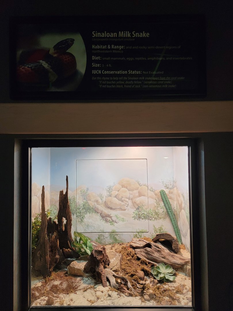 Greensboro 2/2023 - Herpetarium, Sinaloan milk snake