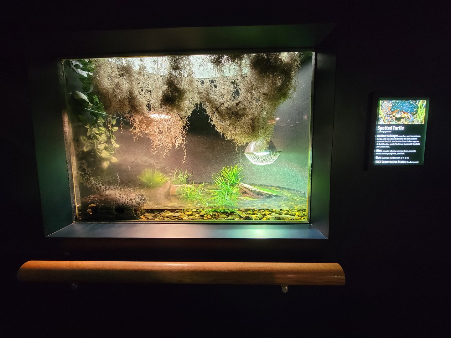 Greensboro 2/2023 - Herpetarium, Spotted turtle