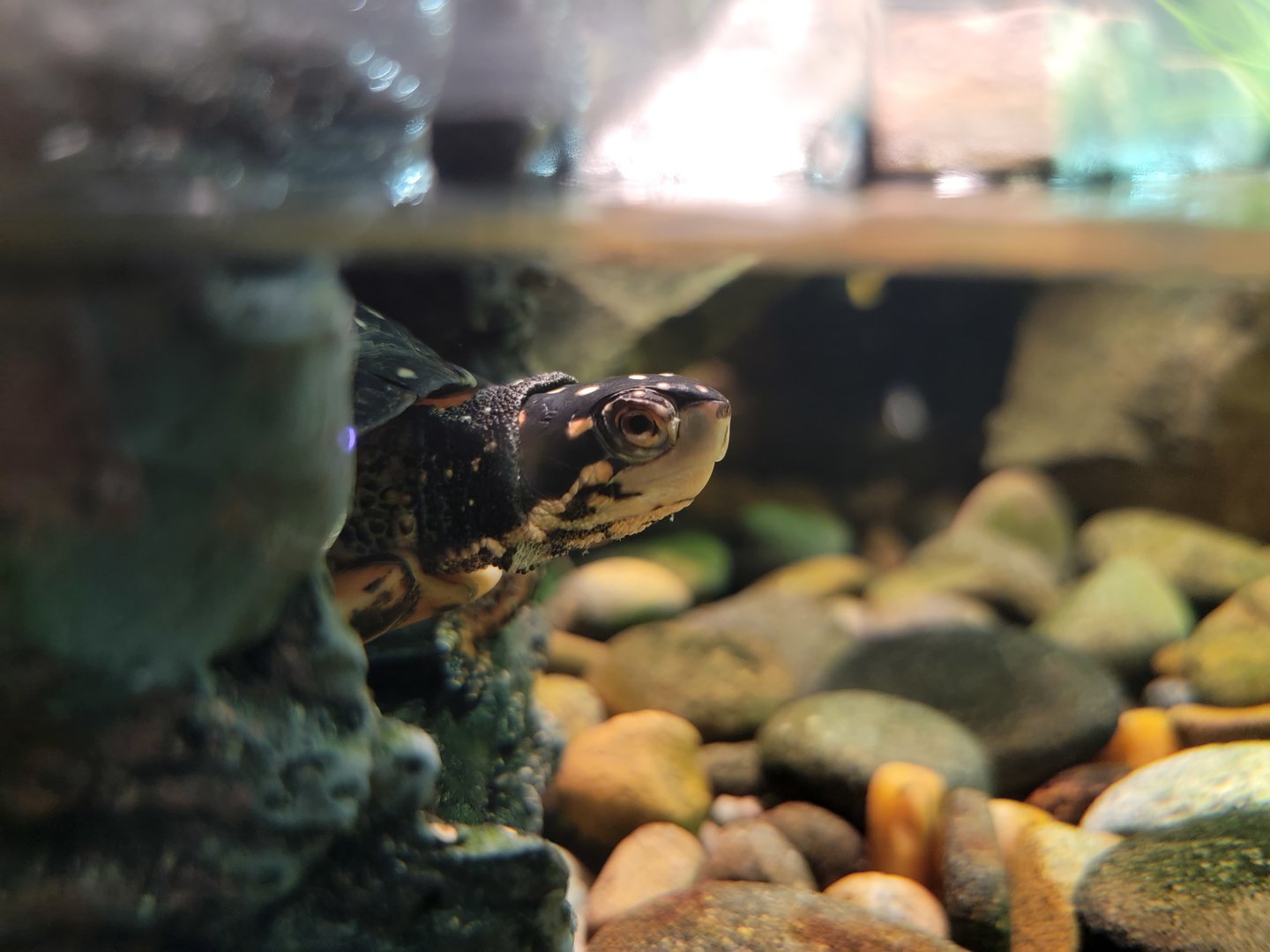 Greensboro 2/2023 - Herpetarium, Spotted turtle