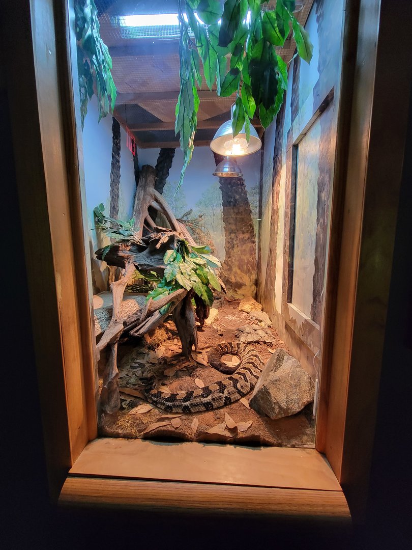 Greensboro 2/2023 - Herpetarium, Timber rattlesnake