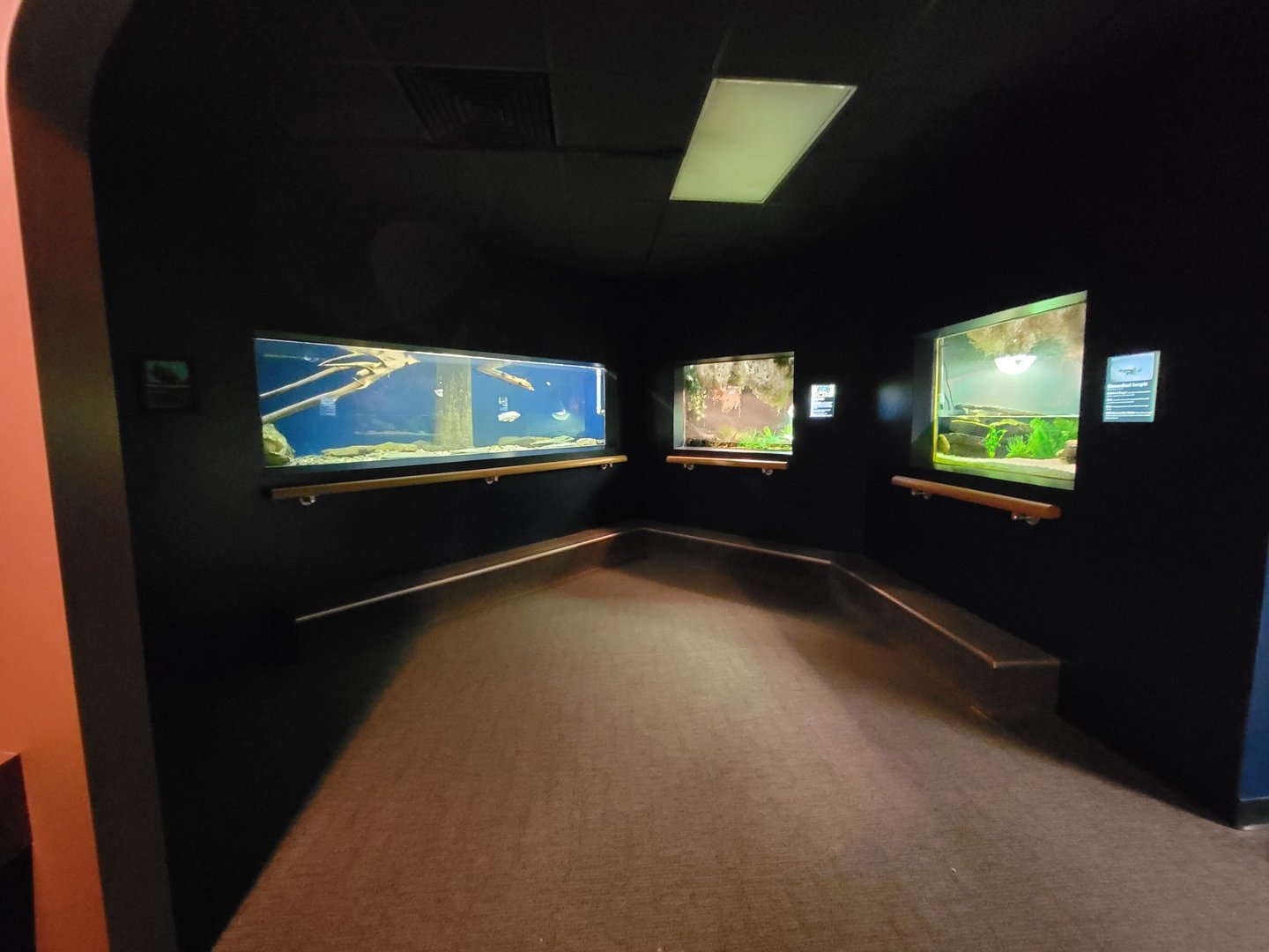 Greensboro 2/2023 - Herpetarium, turtle area