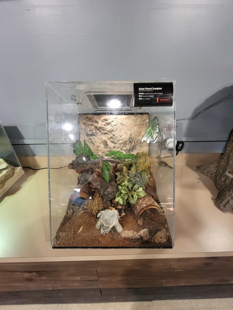 Greensboro 2/2023 - Herpetology Lab, Asian forest scorpion