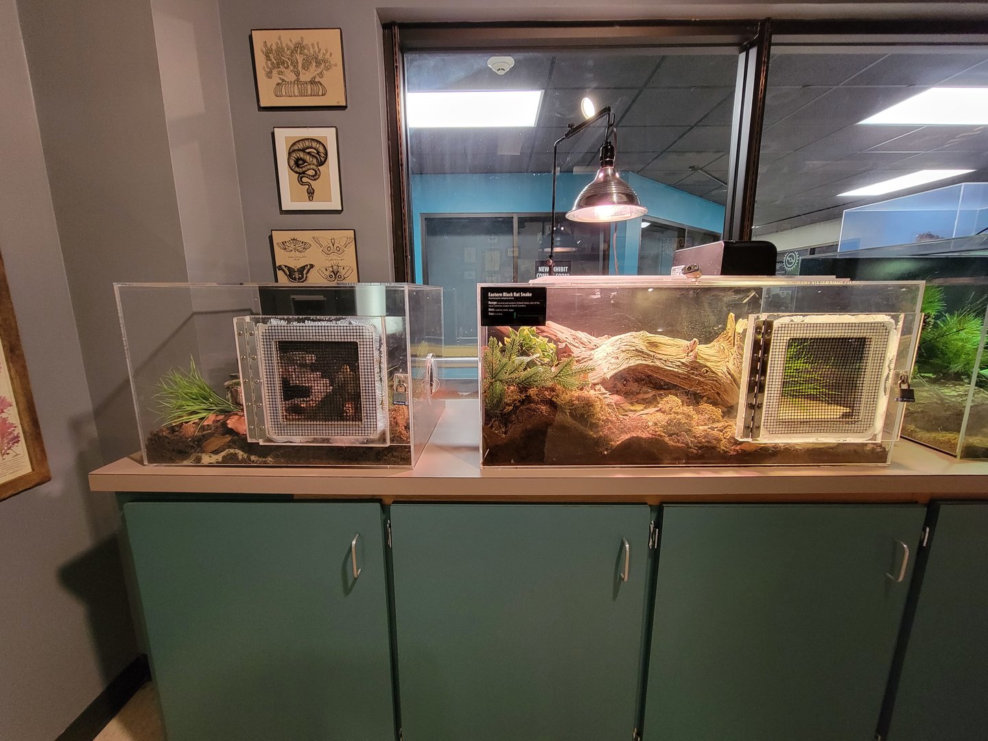 Greensboro 2/2023 - Herpetology Lab, Eastern black rat snake / empty