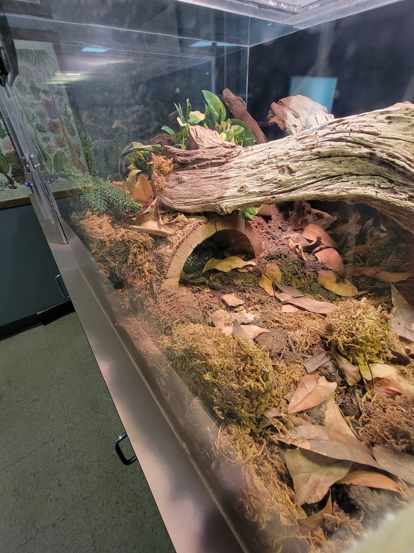 Greensboro 2/2023 - Herpetology Lab, Eastern black rat snake