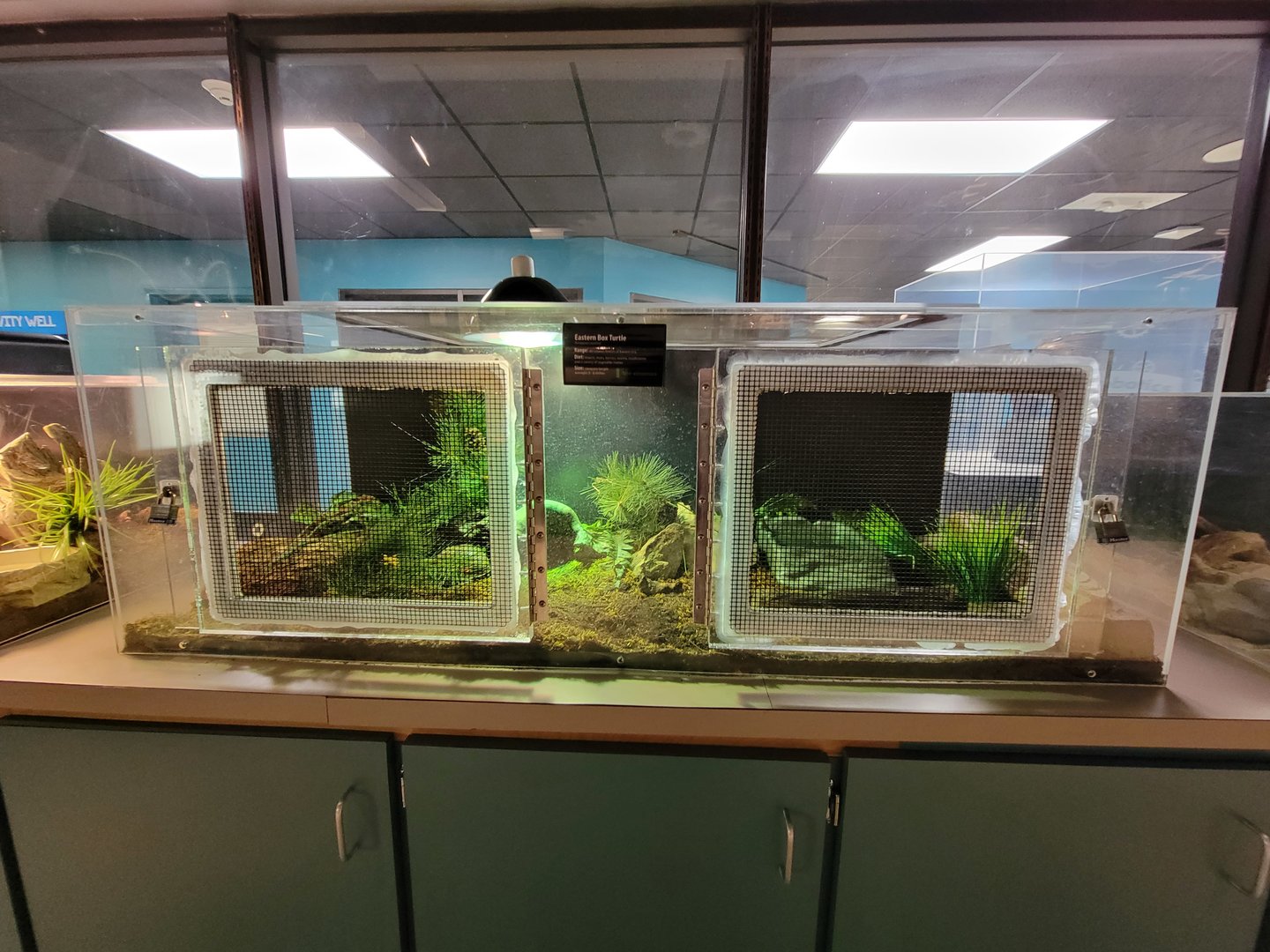 Greensboro 2/2023 - Herpetology Lab, Eastern box turtle