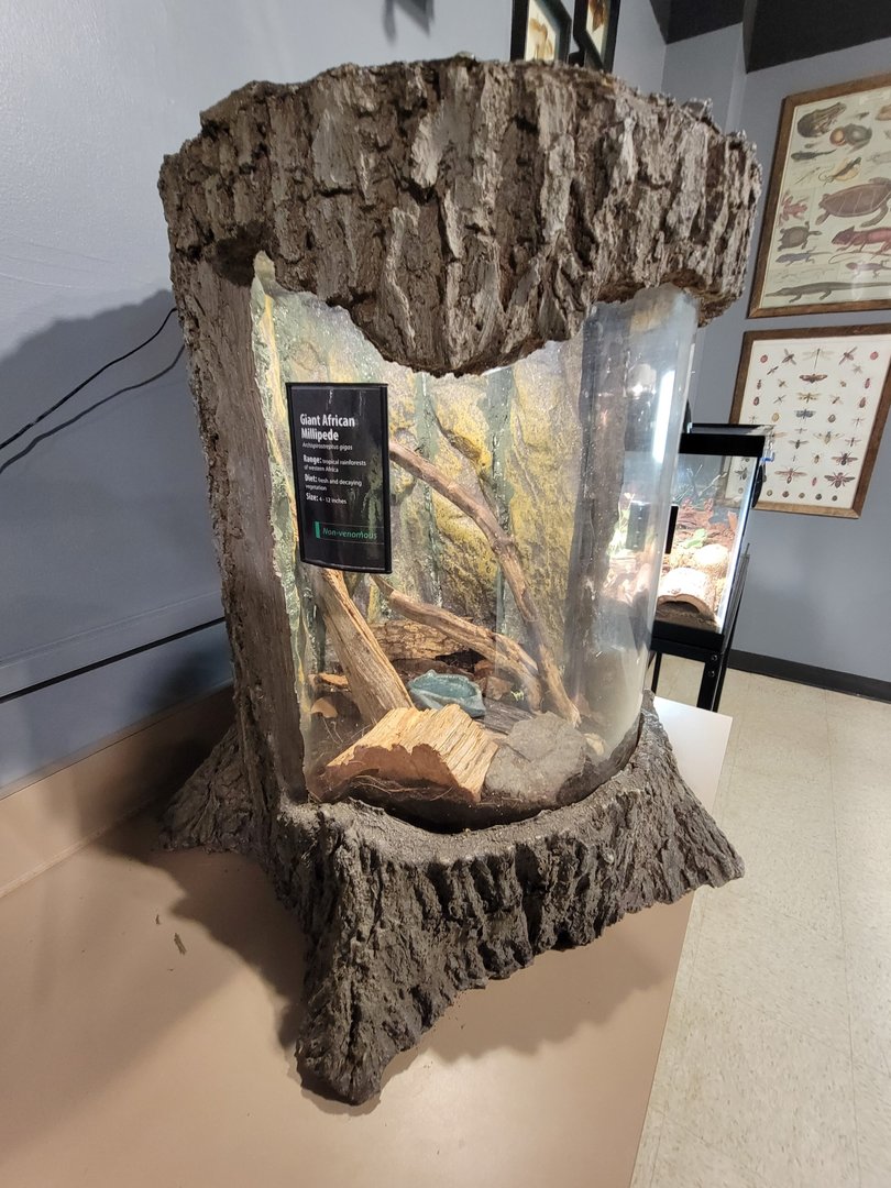 Greensboro 2/2023 - Herpetology Lab, Giant African millipedes