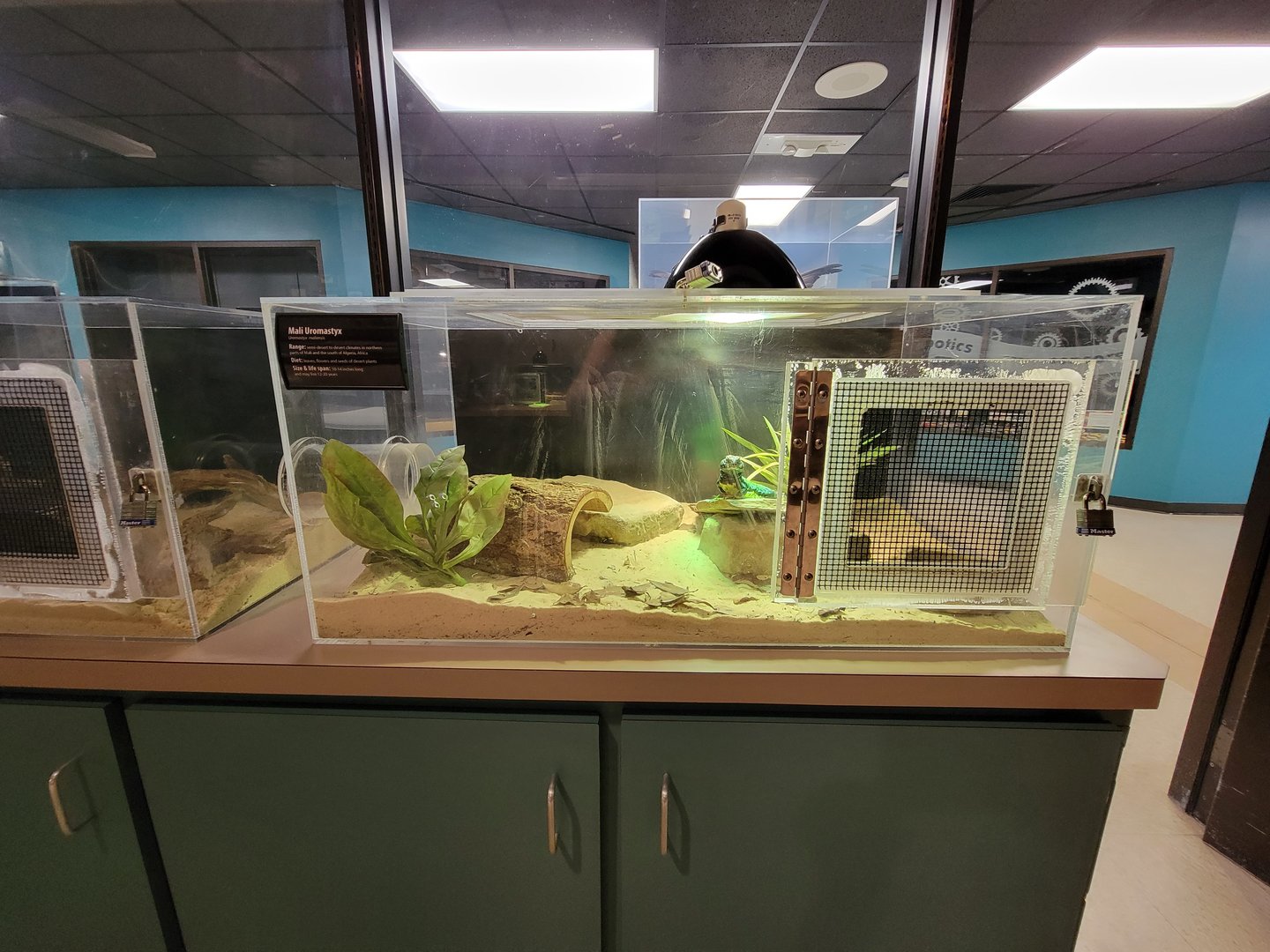 Greensboro 2/2023 - Herpetology Lab, Mali uromastyx