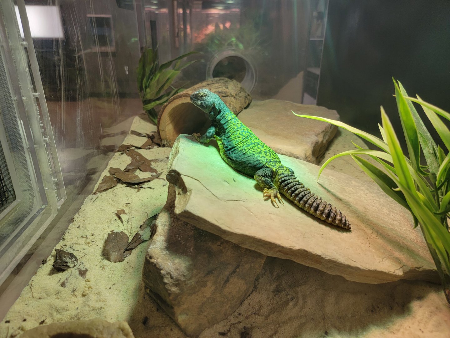 Greensboro 2/2023 - Herpetology Lab, Mali uromastyx