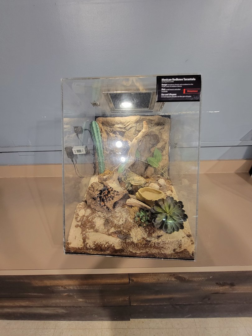 Greensboro 2/2023 - Herpetology Lab, Mexican redknee tarantula