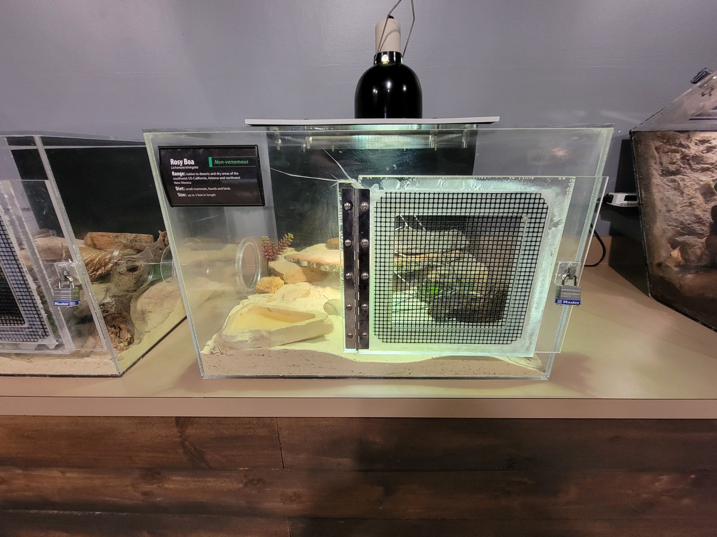 Greensboro 2/2023 - Herpetology Lab, Rosy boa