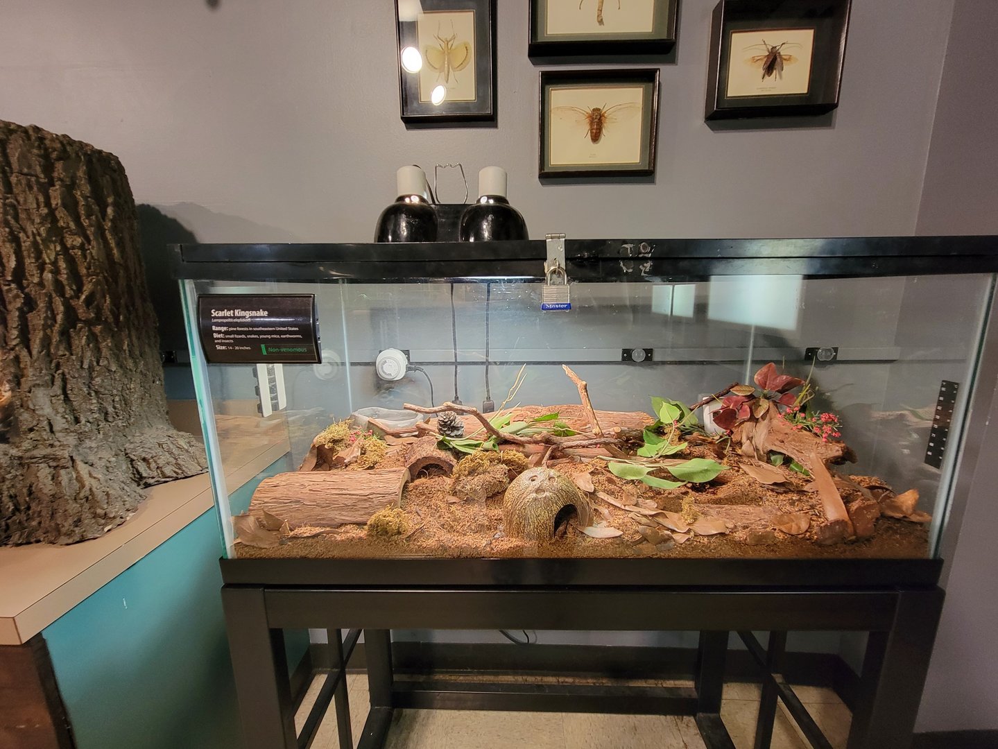 Greensboro 2/2023 - Herpetology Lab, Scarlet kingsnake