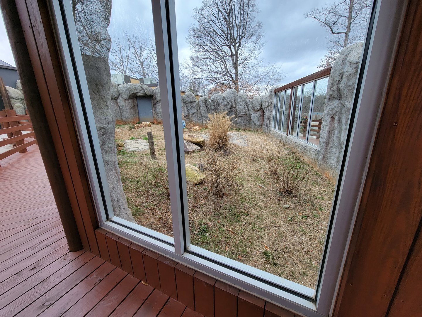 Greensboro 2/2023 - Komodo dragon yard