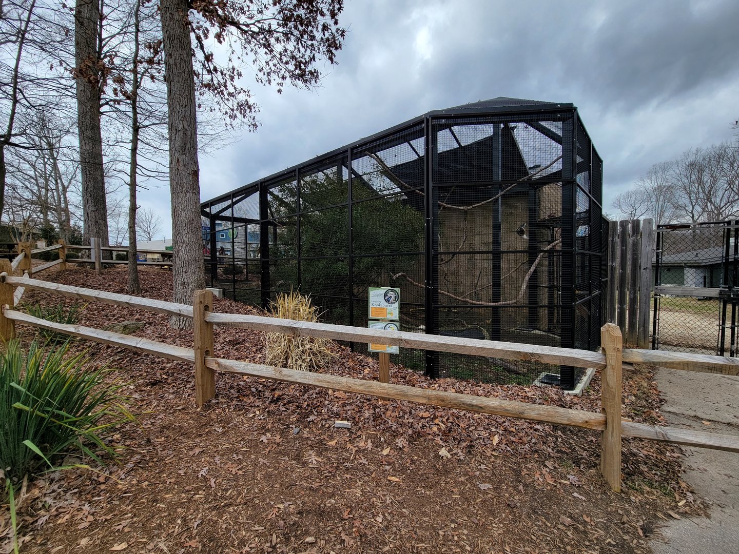 Greensboro 2/2023 - Laughing kookaburra