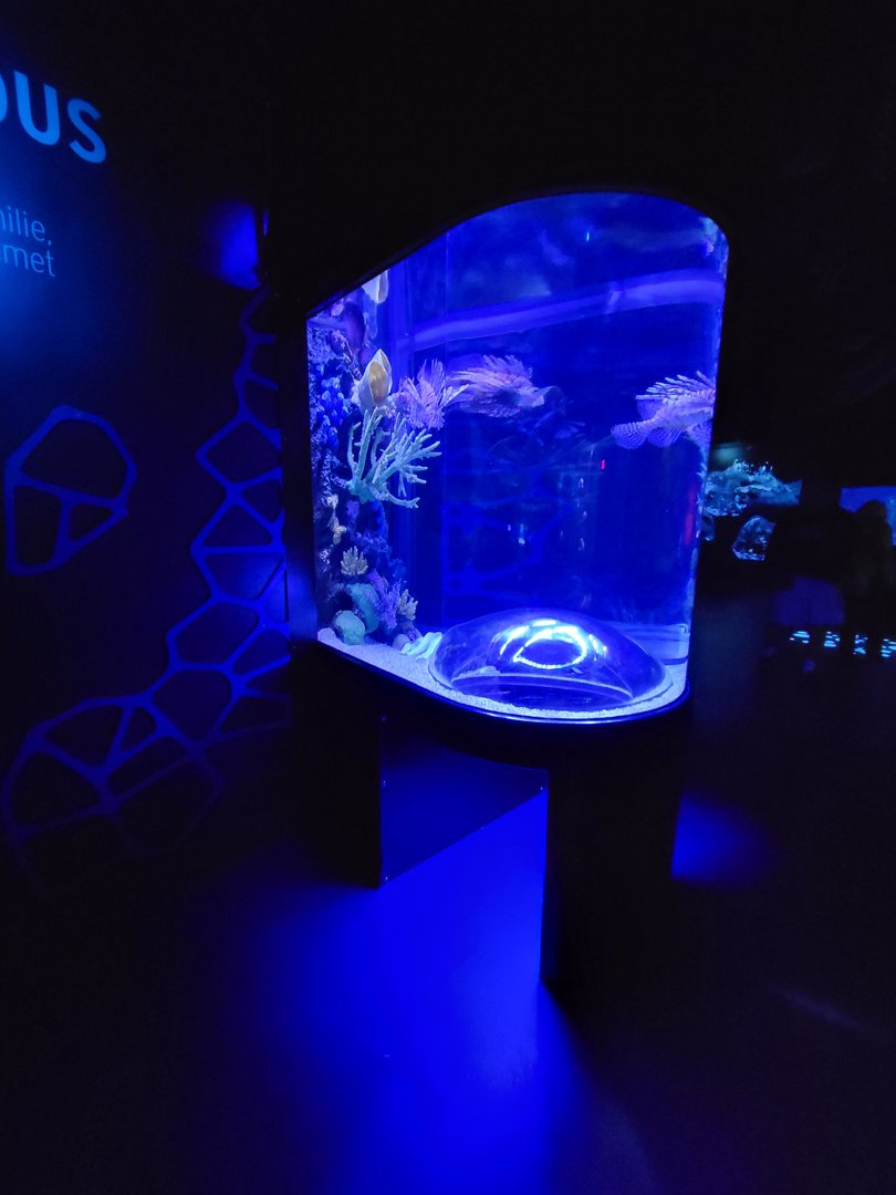 Greensboro 2/2023 - Lionfish, orange-spotted foxface rabbitfish