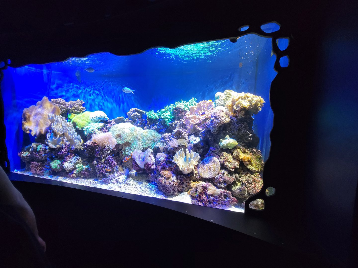 Greensboro 2/2023 - Living Coral tank