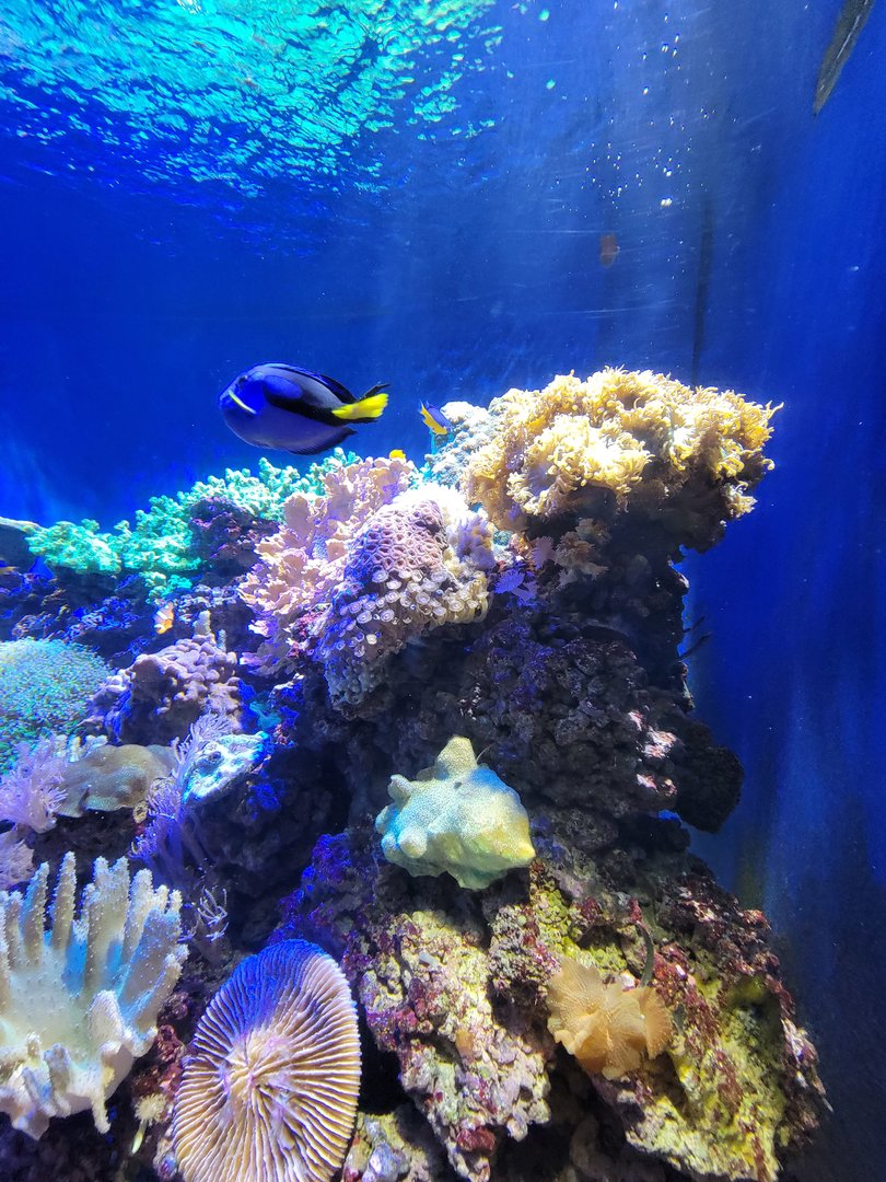 Greensboro 2/2023 - Living Coral tank