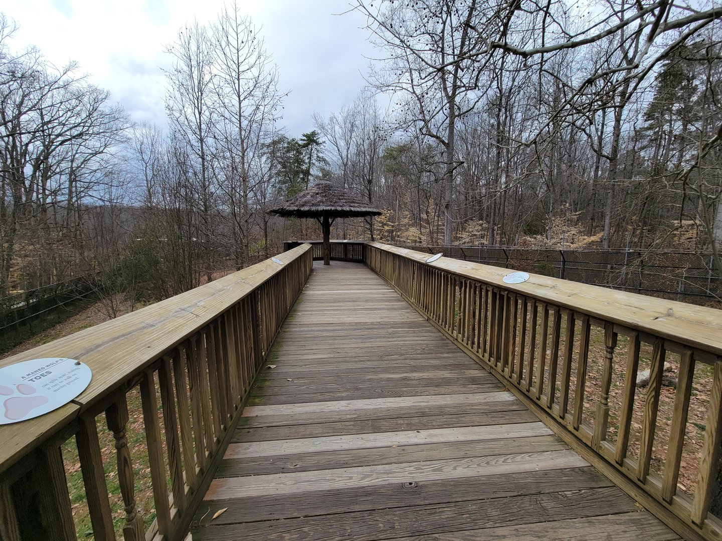 Greensboro 2/2023 - Maned wolf boardwalk