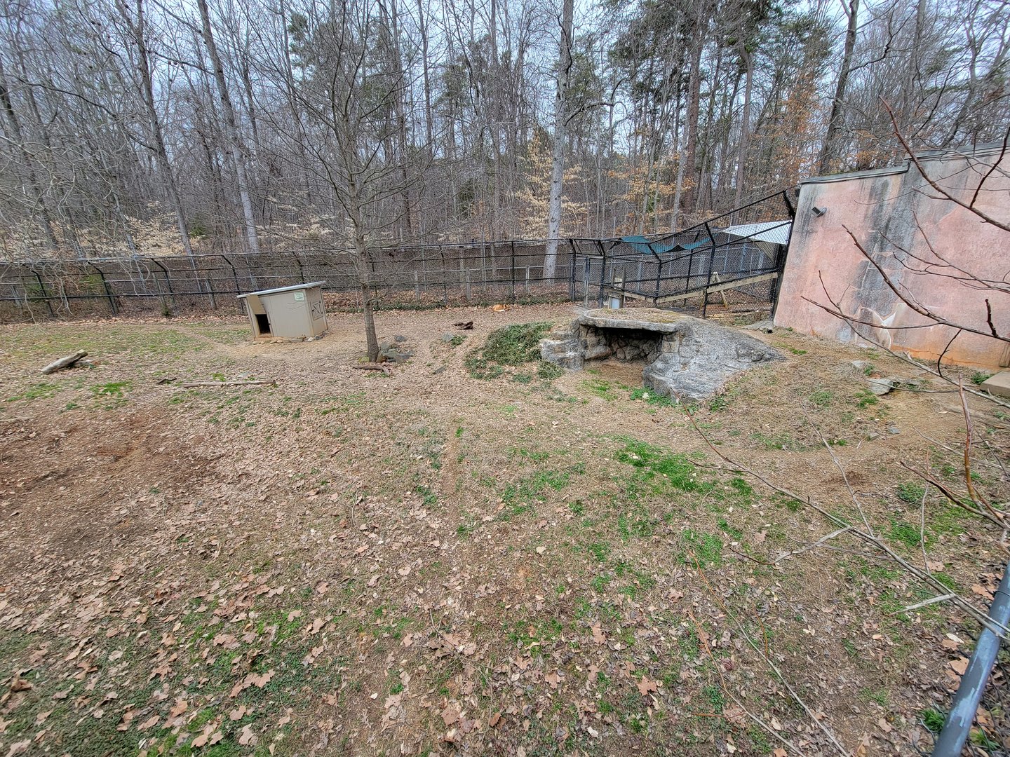 Greensboro 2/2023 - Maned wolf yard