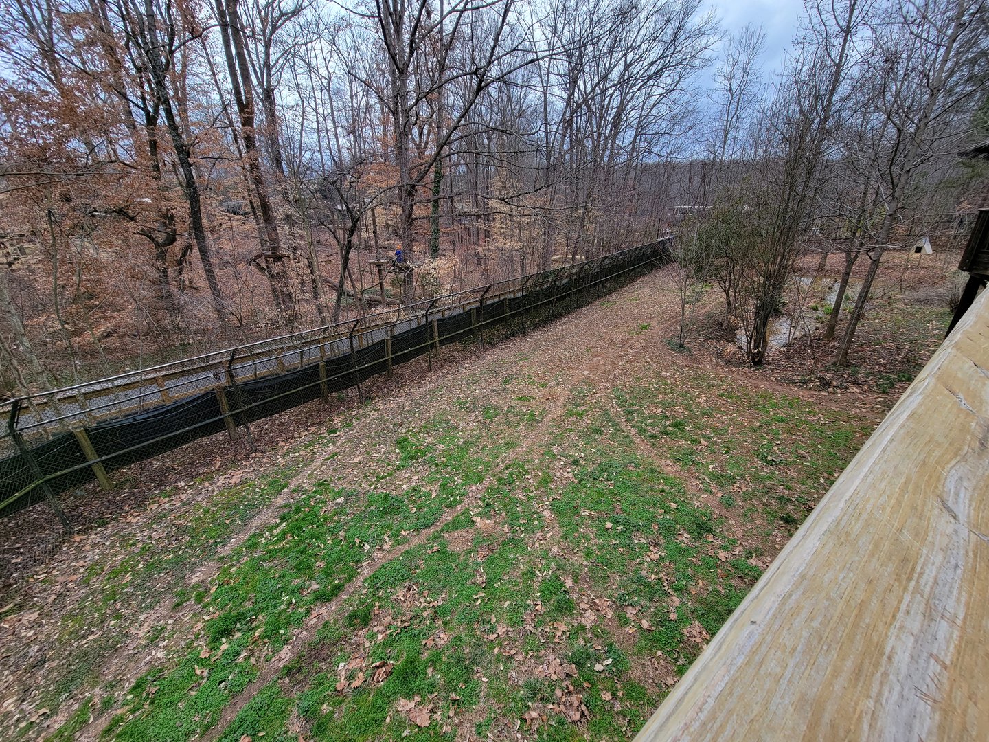 Greensboro 2/2023 - Maned wolf yard