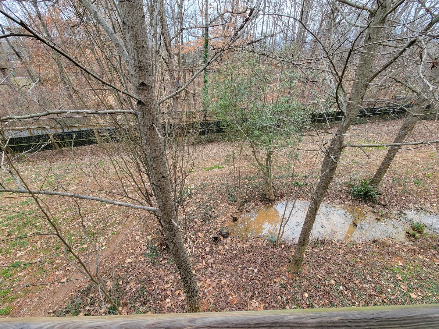 Greensboro 2/2023 - Maned wolf yard