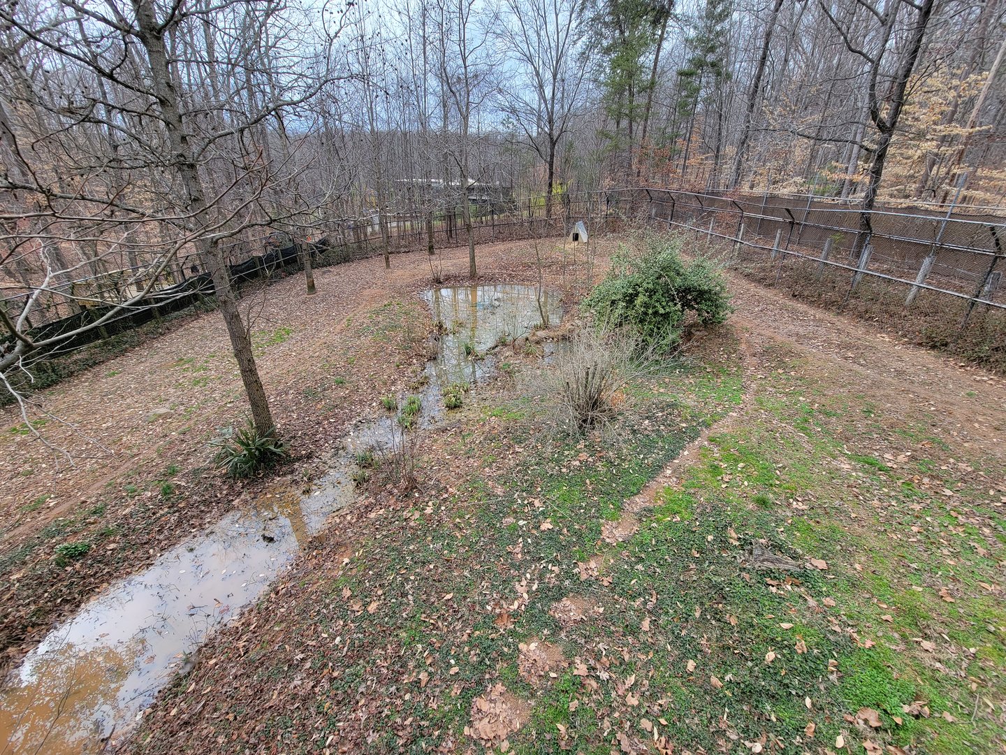 Greensboro 2/2023 - Maned wolf yard