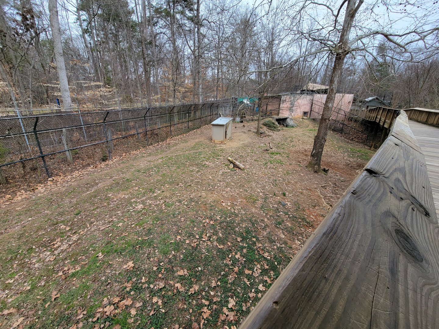 Greensboro 2/2023 - Maned wolf yard