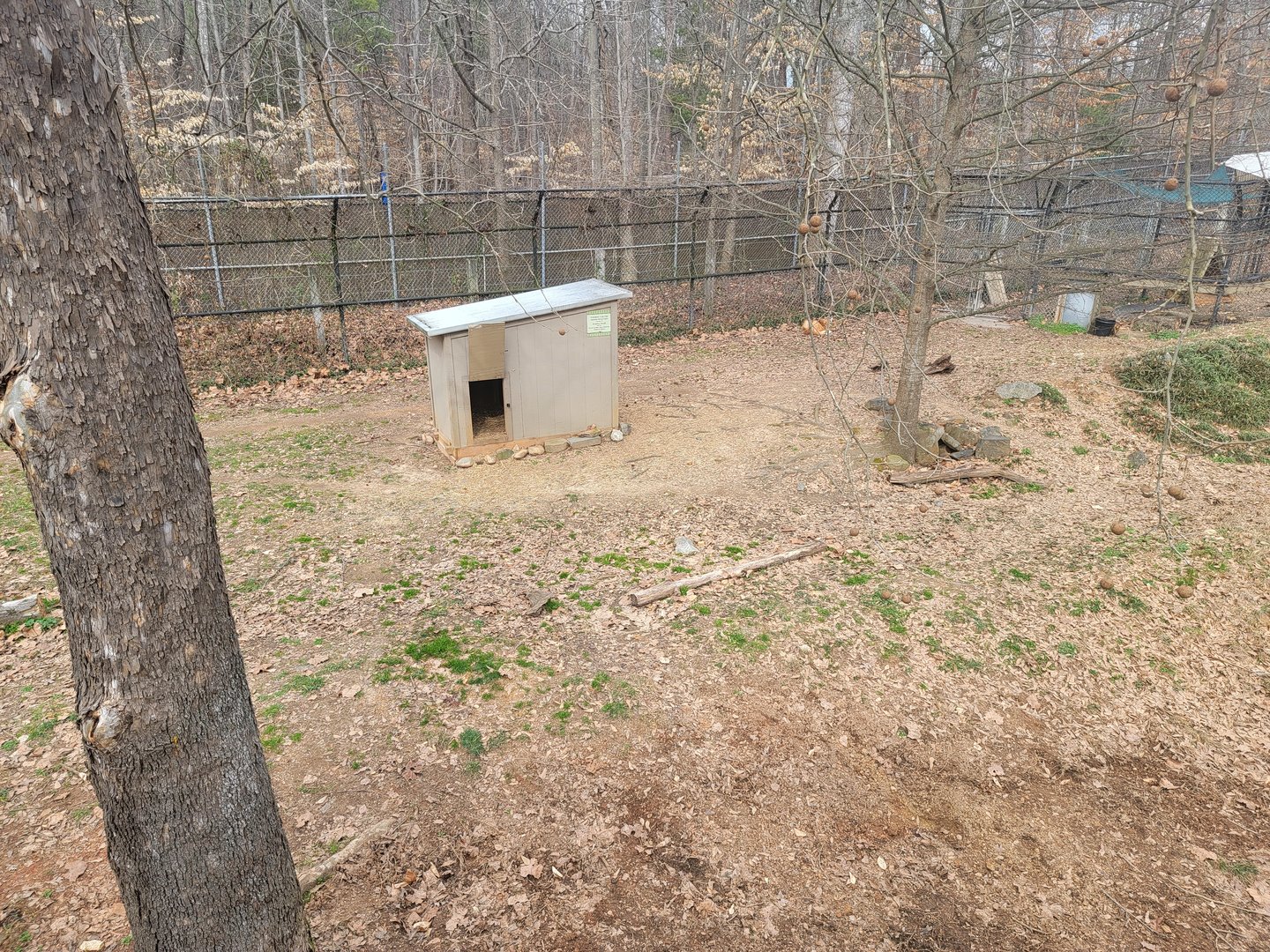 Greensboro 2/2023 - Maned wolf yard