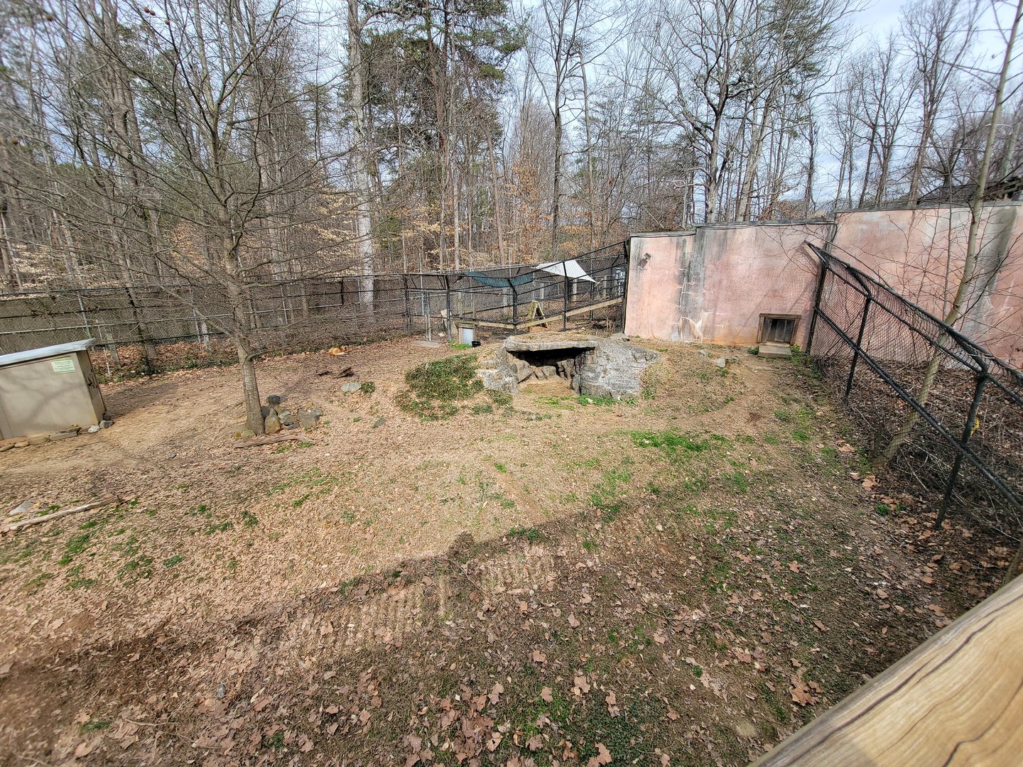 Greensboro 2/2023 - Maned wolf yard