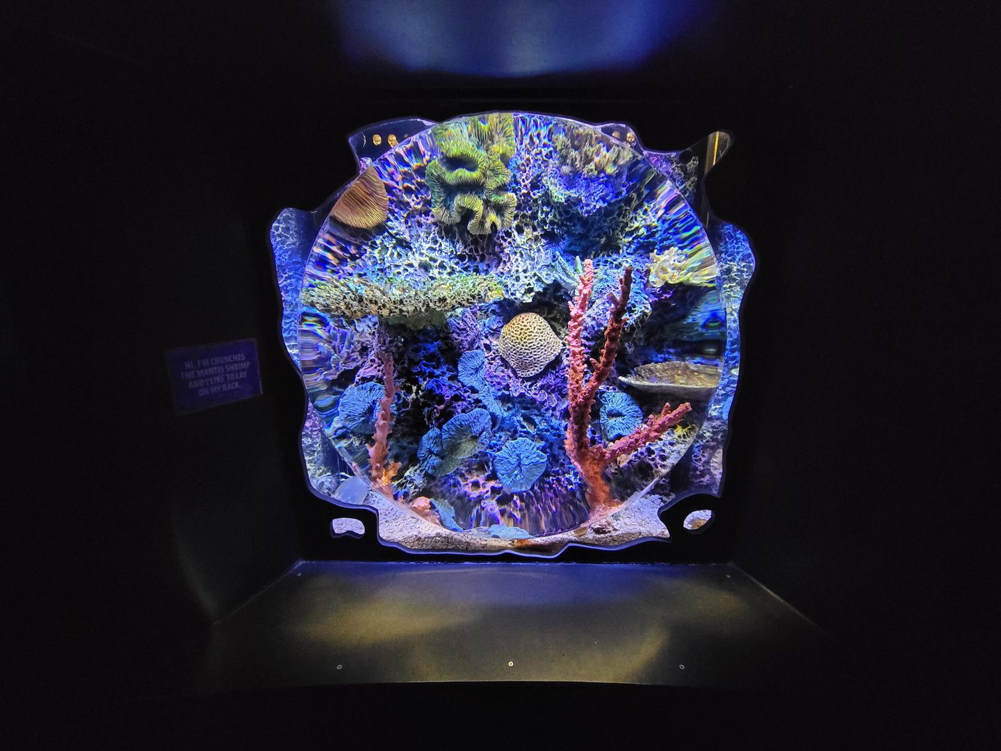 Greensboro 2/2023 - Mantis shrimp tank