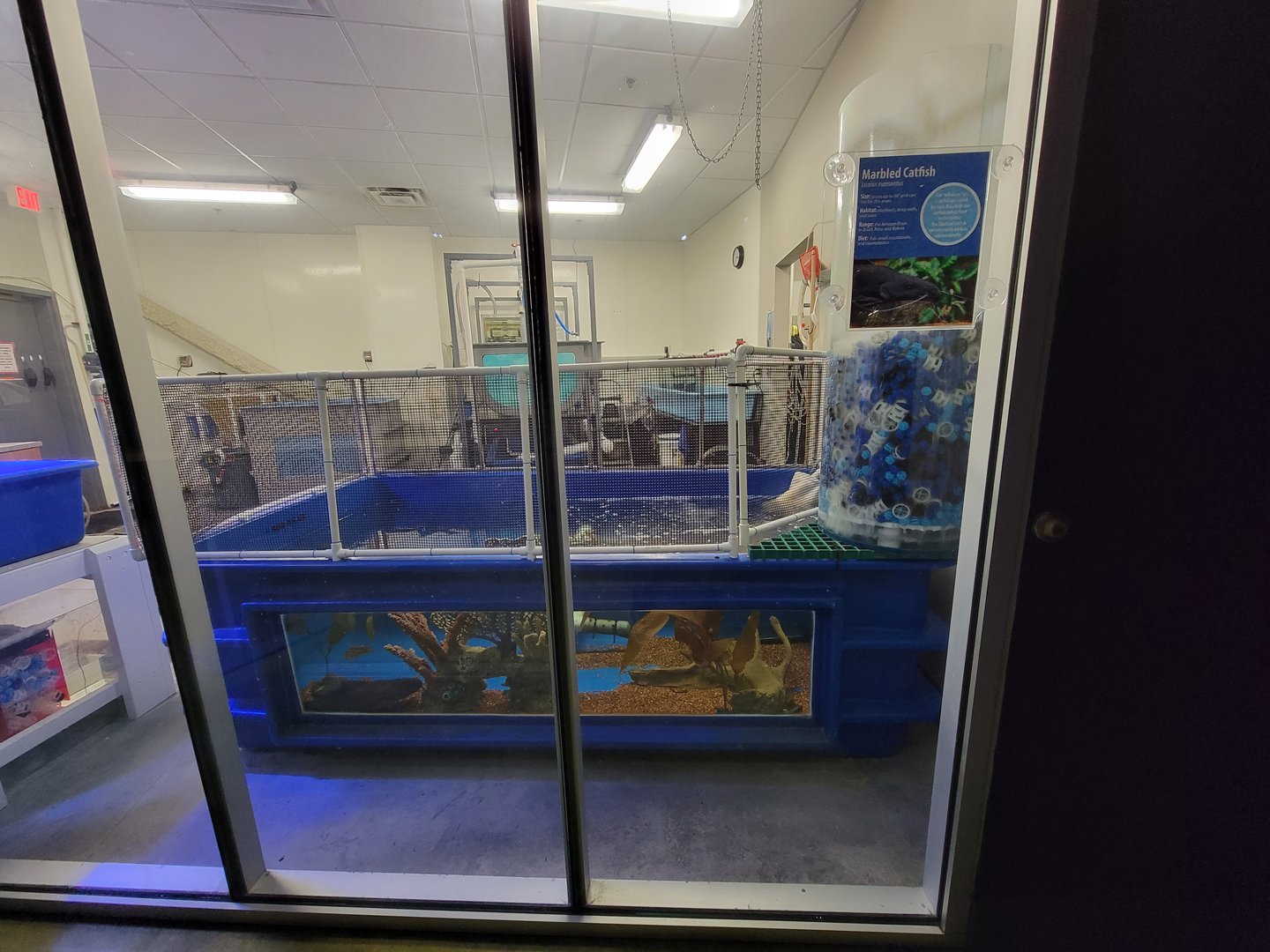 Greensboro 2/2023 - Marbled catfish