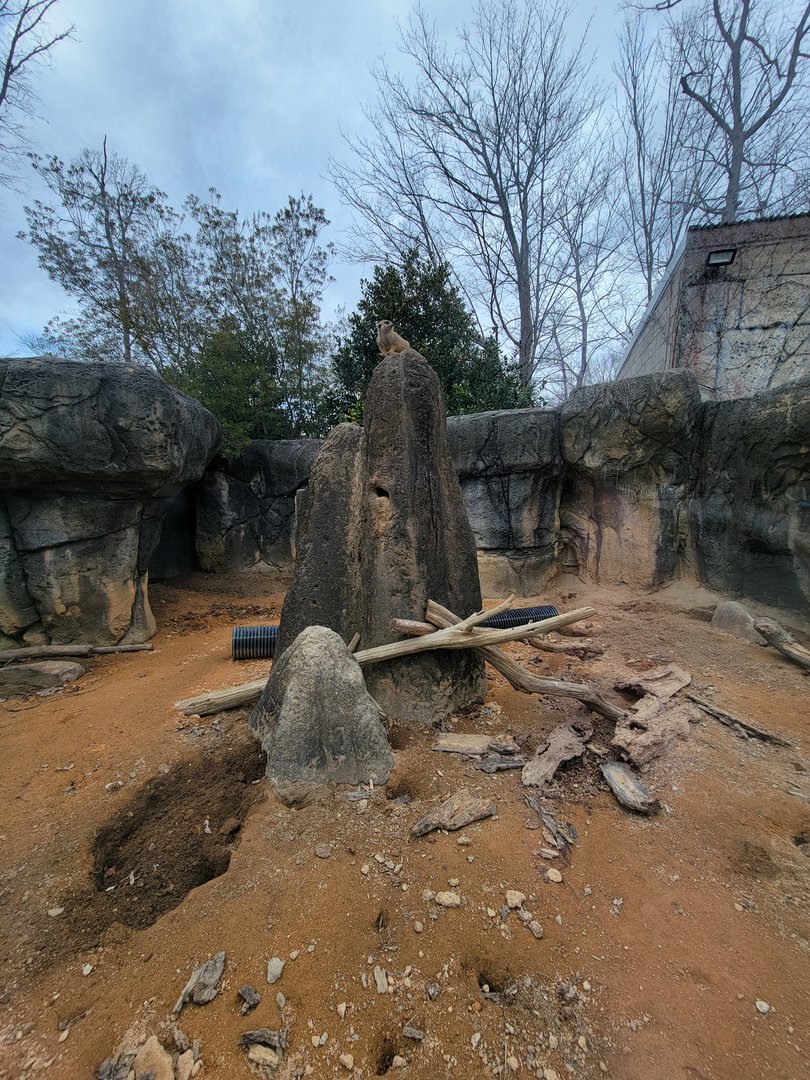 Greensboro 2/2023 - Meerkats, the tallest meerkat
