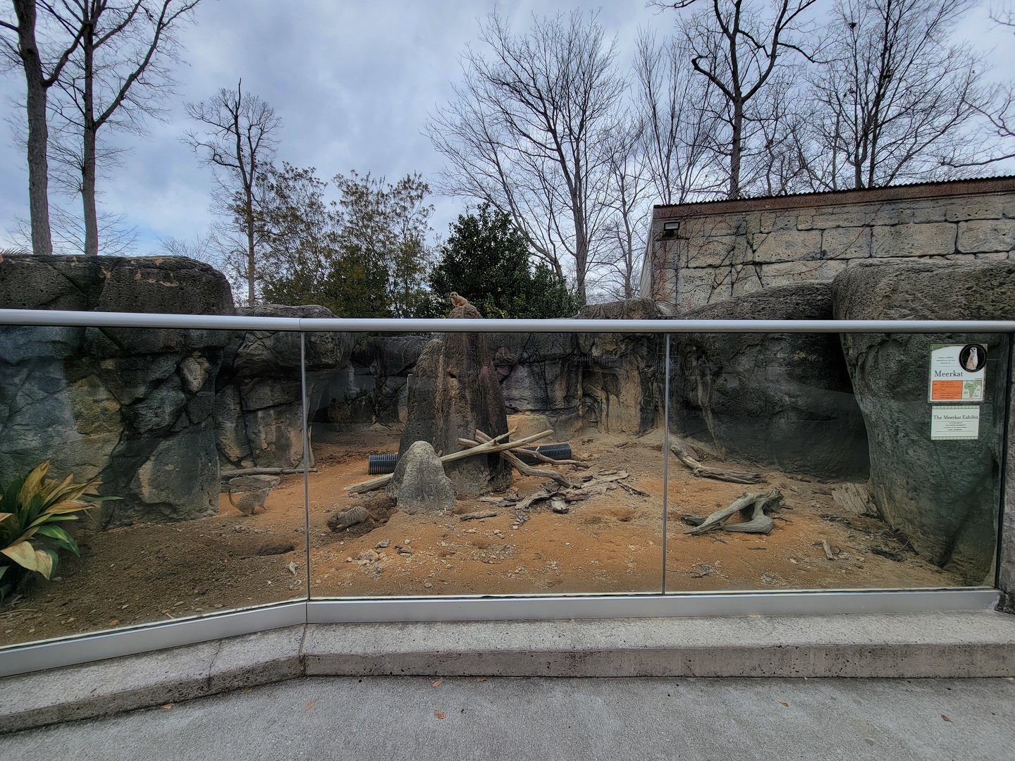 Greensboro 2/2023 - Meerkats