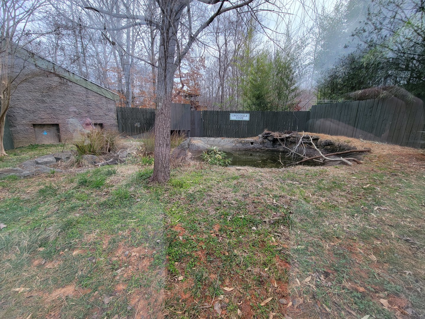 Greensboro 2/2023 - Nile crocodile outside yard