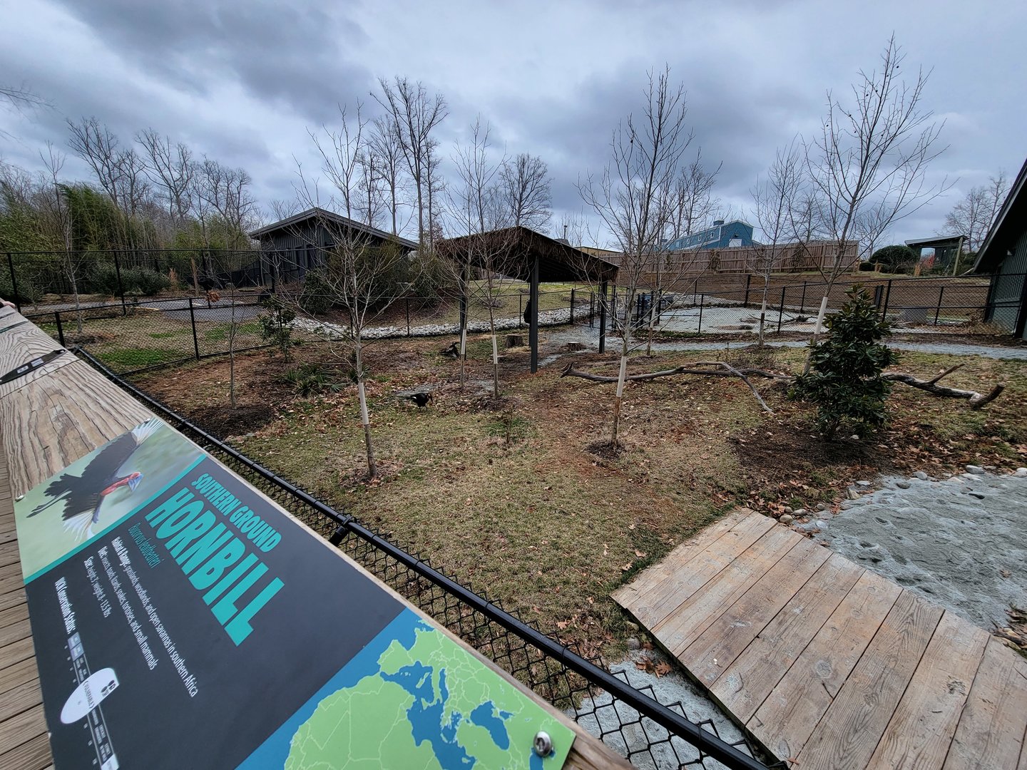 Greensboro 2/2023 - Okapi and Southern ground hornbill