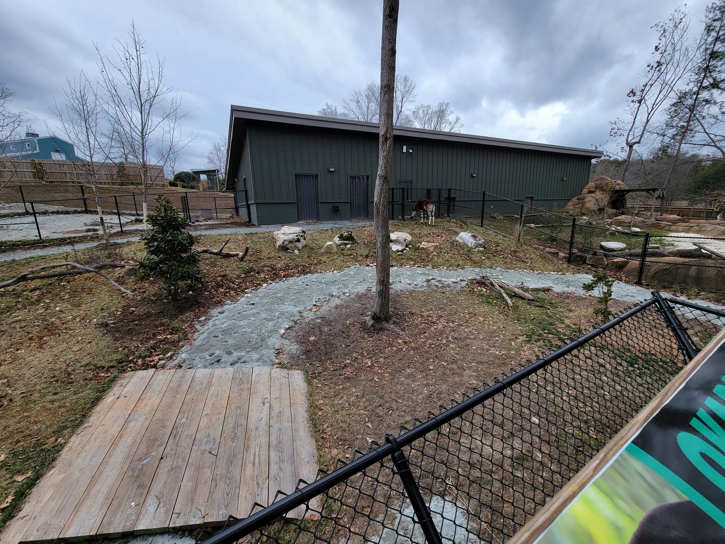 Greensboro 2/2023 - Okapi and Southern ground hornbill