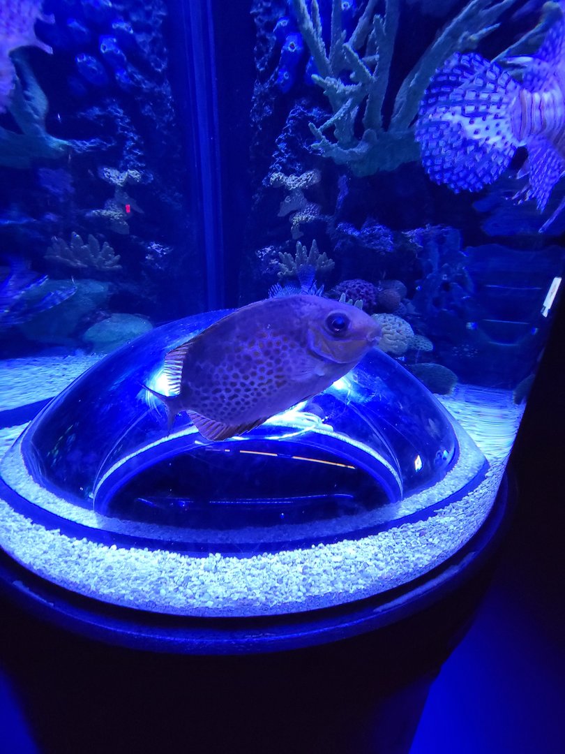 Greensboro 2/2023 - Orange-spotted foxface rabbitfish