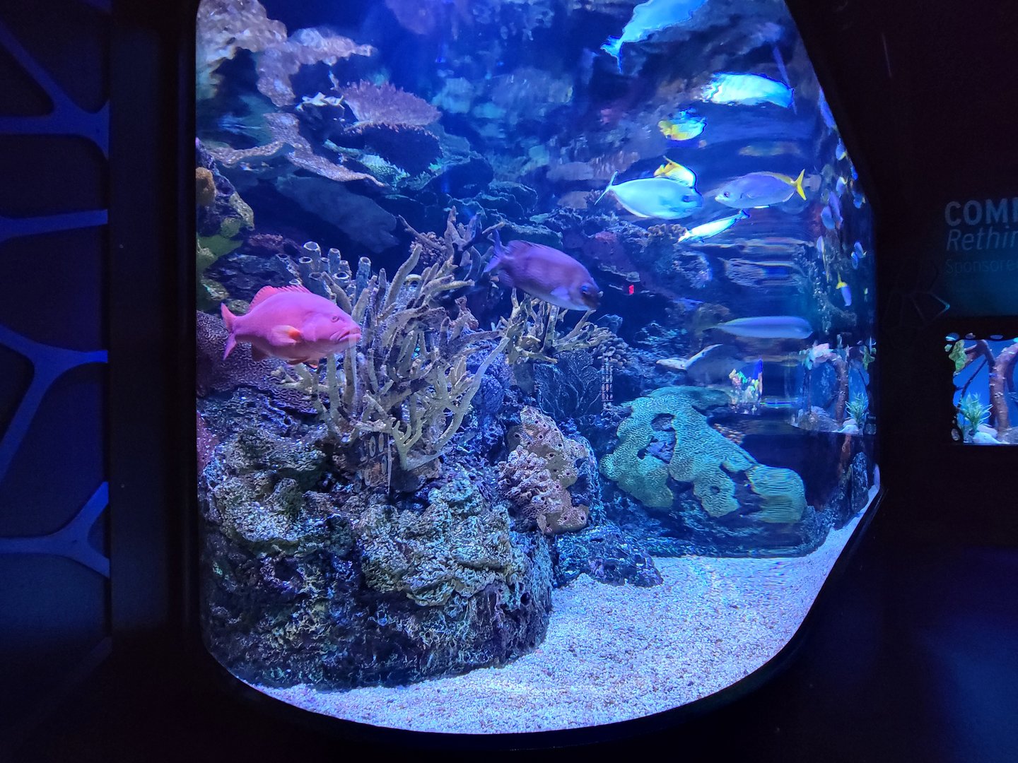 Greensboro 2/2023 - Pacific Jewels tank