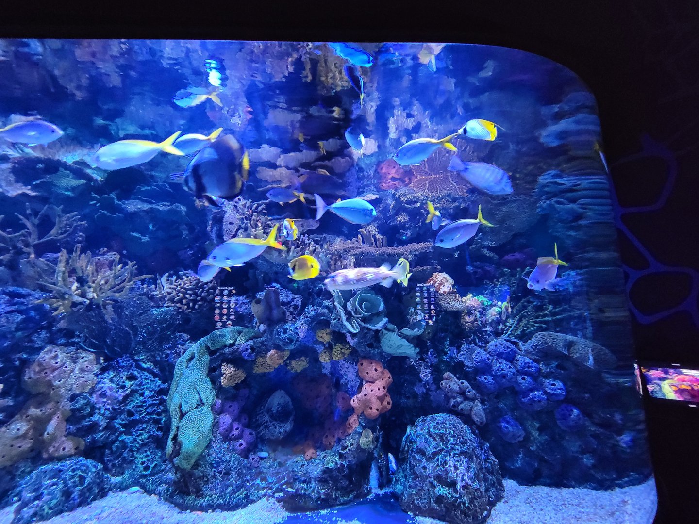 Greensboro 2/2023 - Pacific Jewels tank