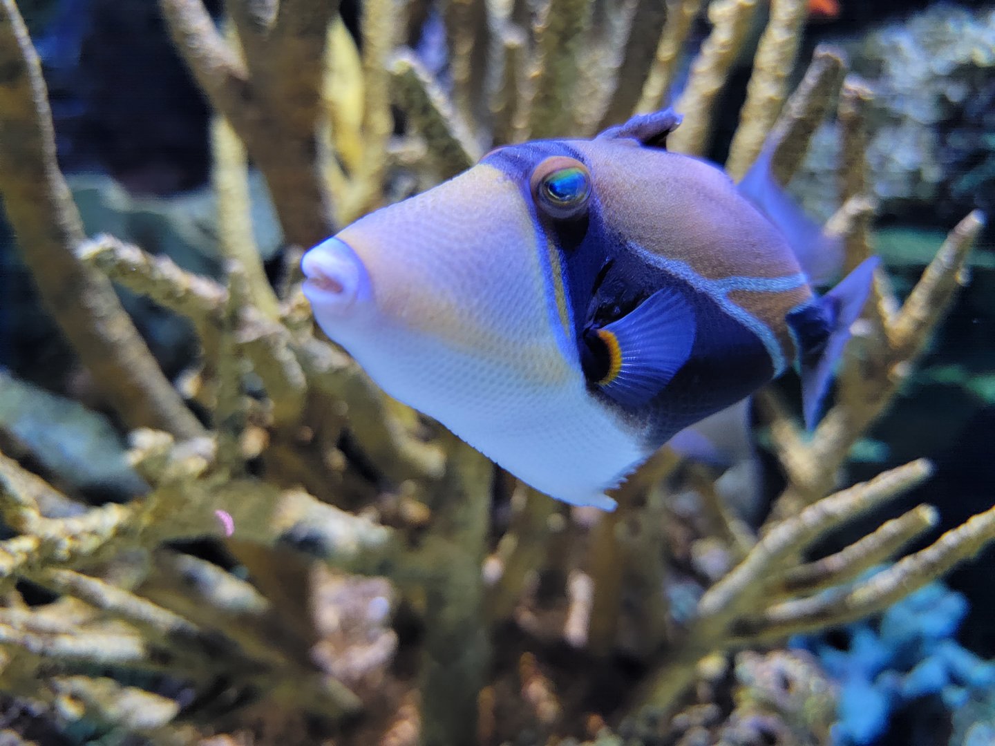 Greensboro 2/2023 - Picasso triggerfish